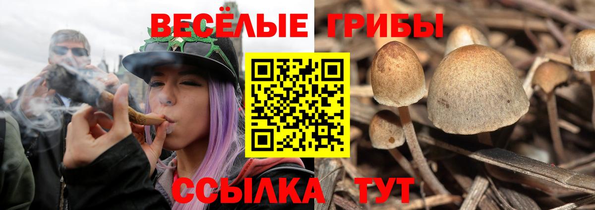 Кореновск  Галлюциногенные грибы Psilocybine cubensis  Вход с VPN 